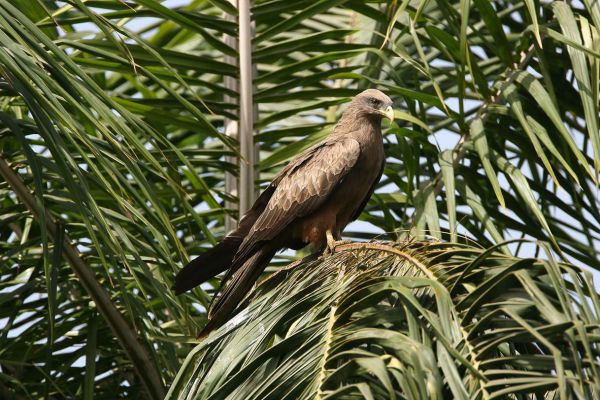Yellow-billed Kite