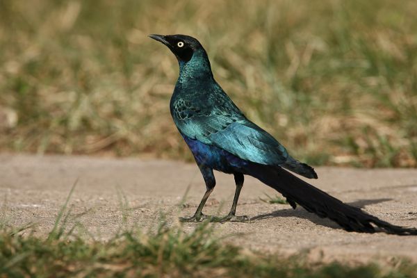Long-tailed Glossy-Starling
