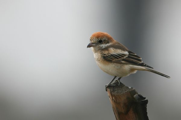 Woodchat Shrike