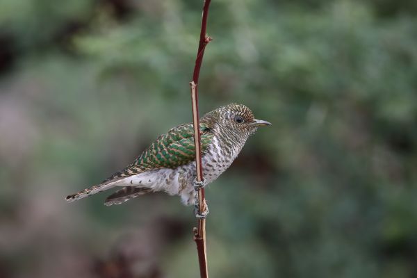 Klaas's Cuckoo