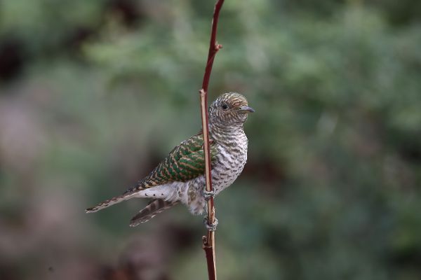 Klaas's Cuckoo