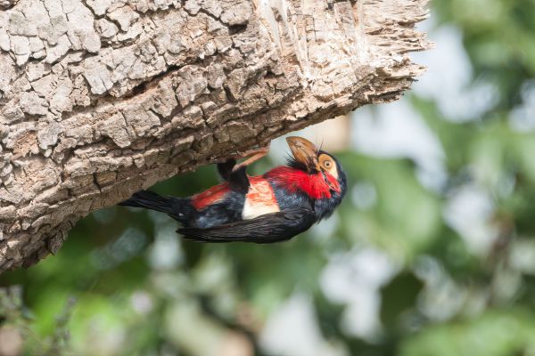 Bearded Barbet