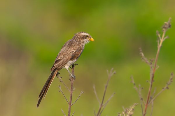 Yellow-billed Shrike