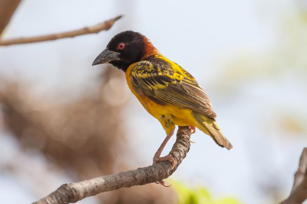 Village Weaver