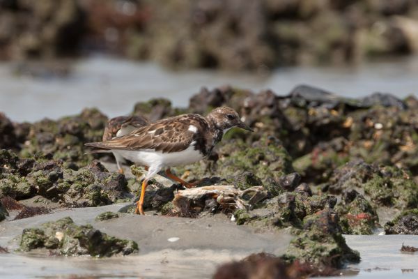 Ruddy Turnstone