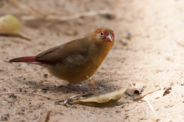 Swallow-tailed Bee-eater