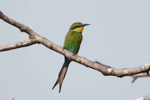Swallow-tailed Bee-eater
