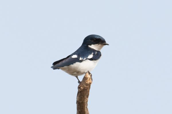 Pied-winged Swallow