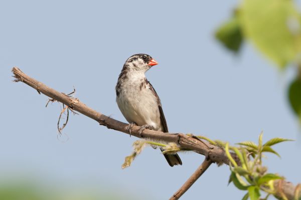  Pin-tailed Whydah (Female)