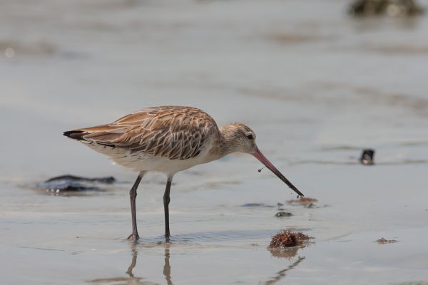 Black-tailed Godwit