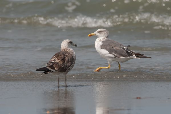 Lesser Black-backed Gull