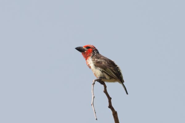 Vieillot's Barbet