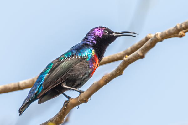 Splendid Sunbird