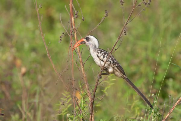  Red-billed Hornbill