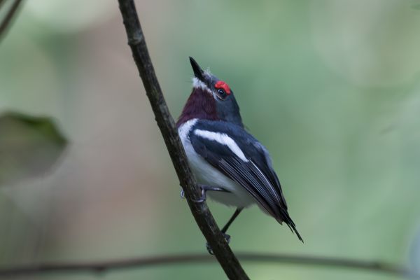  Brown-throated Wattle-eye