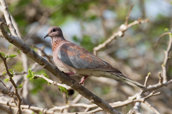 Laughing Dove