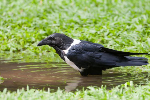 Pied Crow