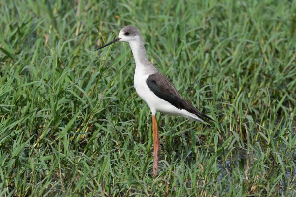 Black-winged Stilt