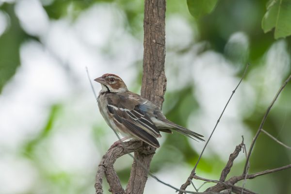 Chestnut-crowned Sparrow-Weaver