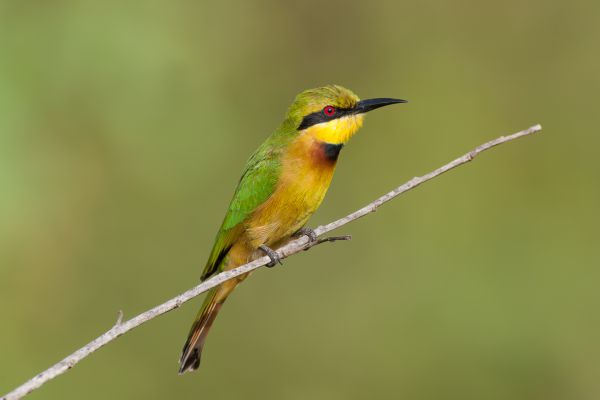 Little Bee-eater