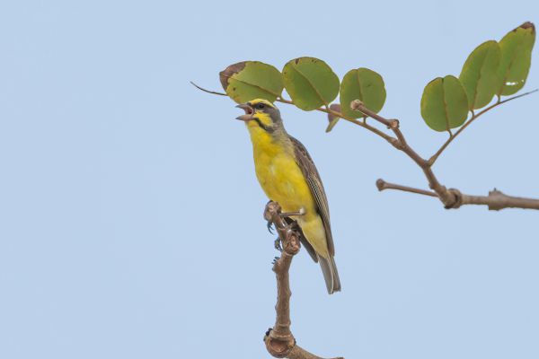 Yellow-fronted Canary