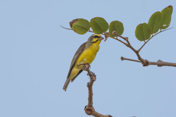 Yellow-fronted Canary