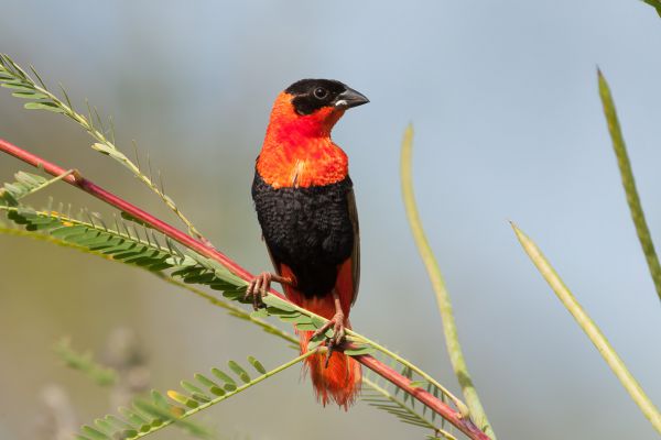 Northern Red Bishop