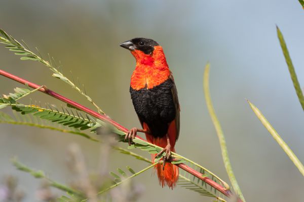 Northern Red Bishop