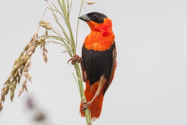 Northern Red Bishop