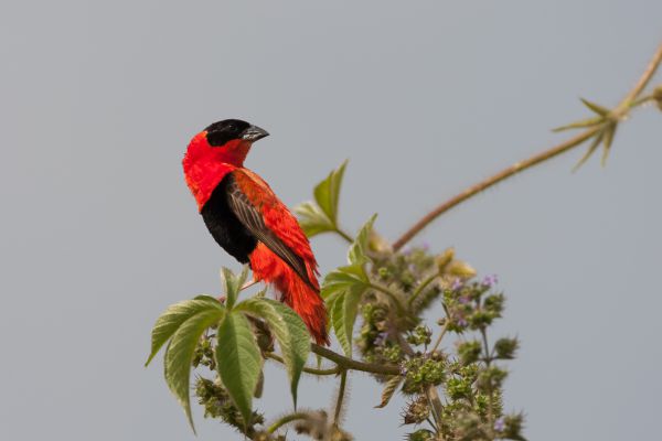 Northern Red Bishop