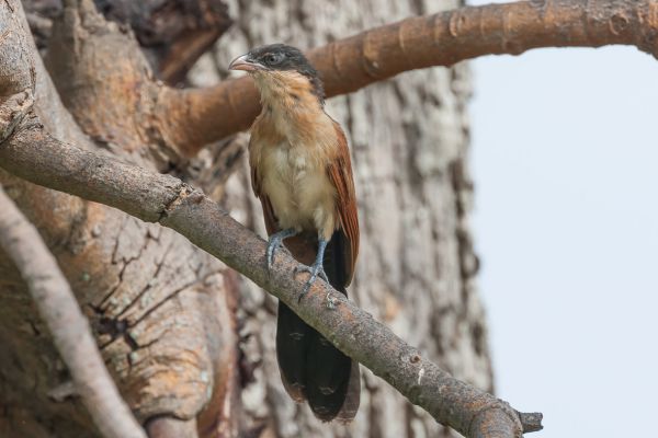 Senegal Coucal