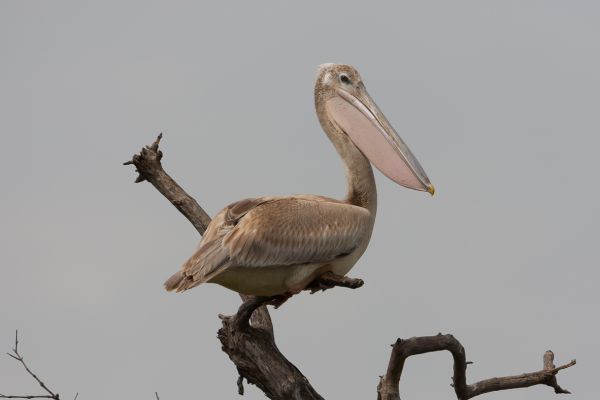 Great White Pelican