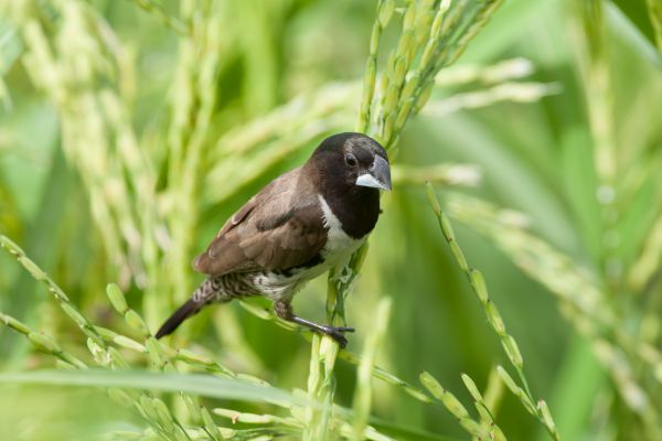 Bronze Munia