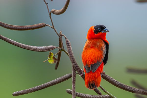 Northern Red Bishop