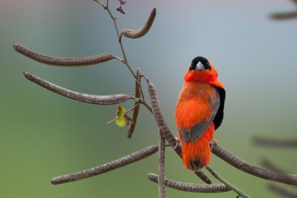 Northern Red Bishop