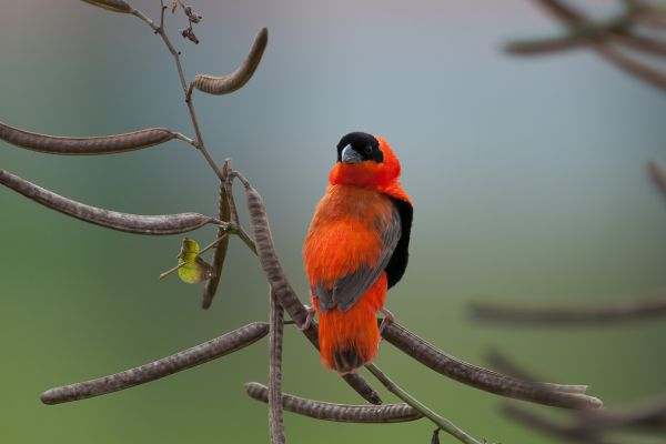Northern Red Bishop