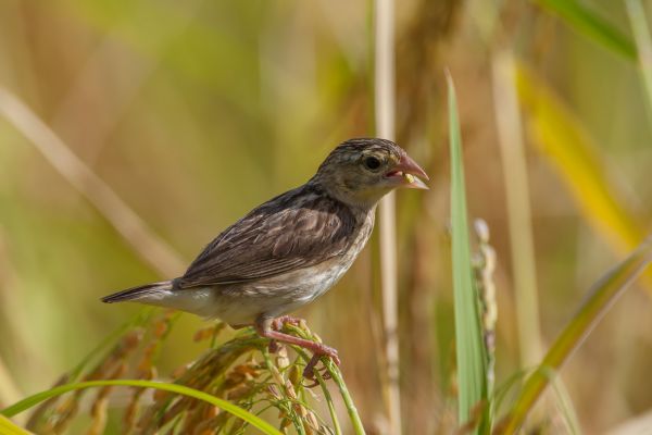 Bronze Munia