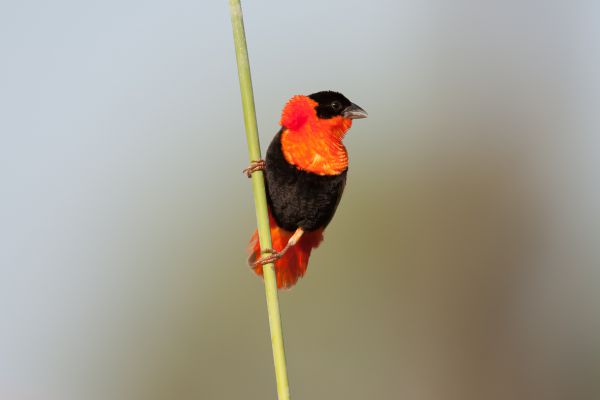 Northern Red Bishop