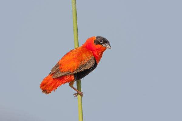 Northern Red Bishop