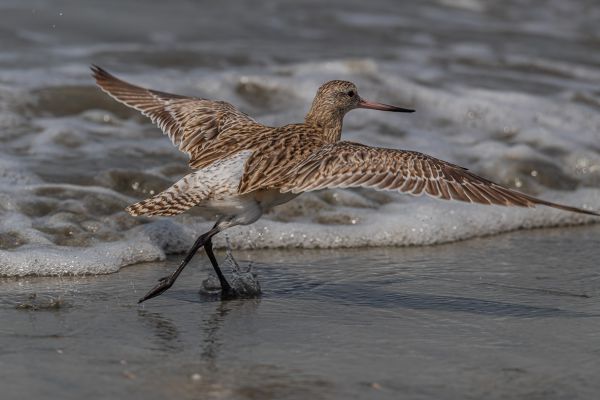 Bar-tailed Godwit