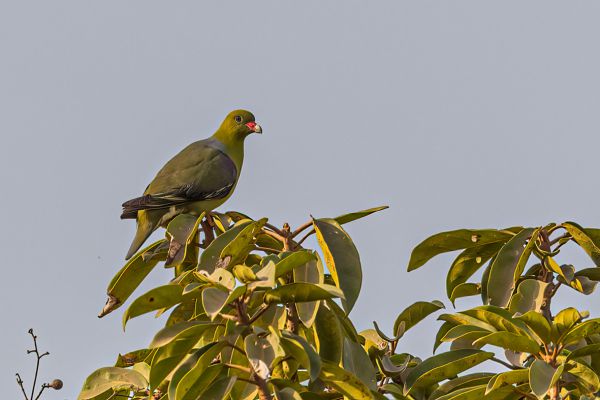African Green-Pigeon