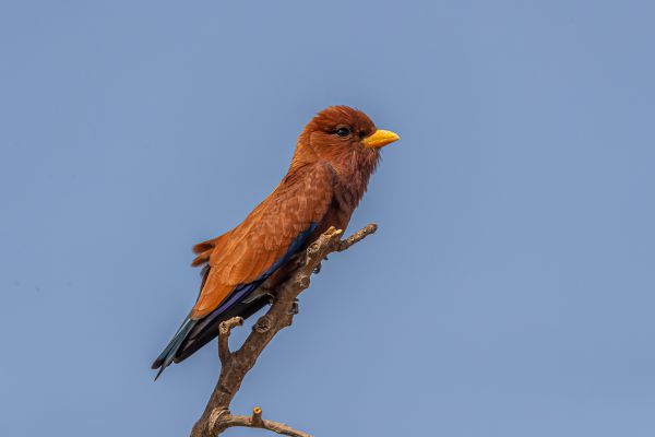  Broad-billed Roller 