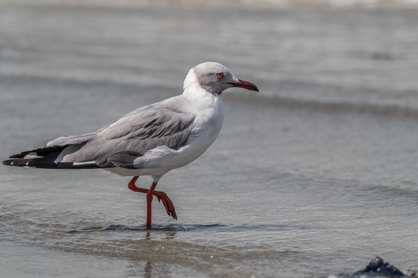 Grey-headed Gull