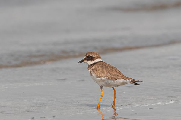  Little Ringed Plover