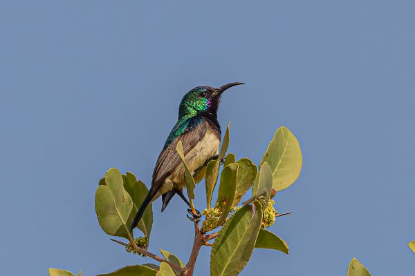 Variable Sunbird