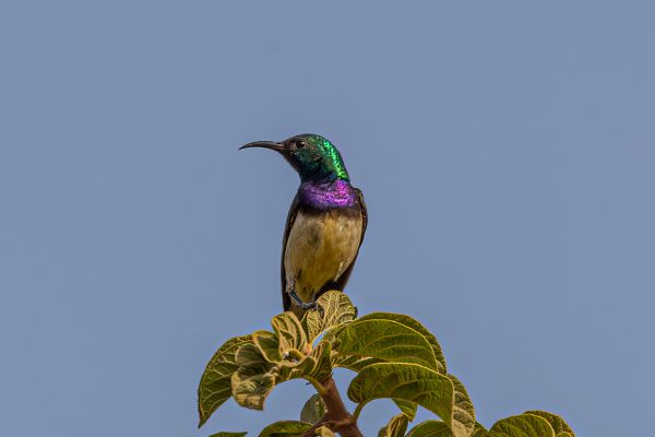 Variable Sunbird