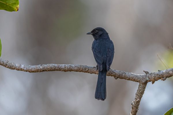 Square-tailed Drongo