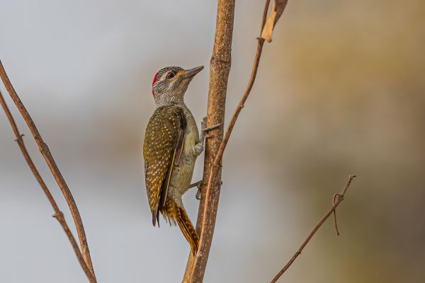  Fine-spotted Woodpecker