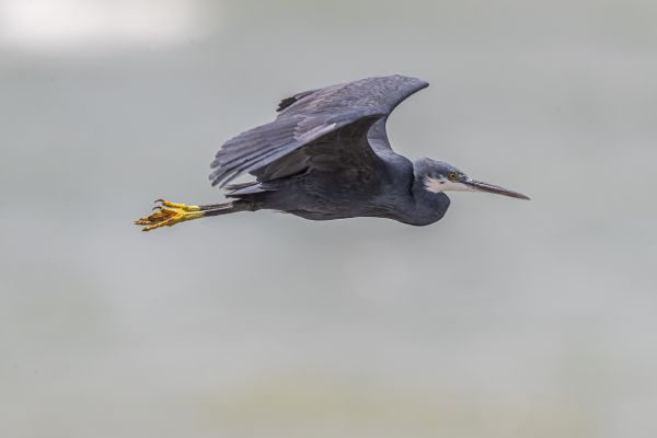 Western Reef-Egret
