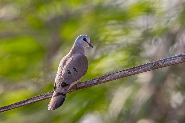 Black-billed Wood-Dove